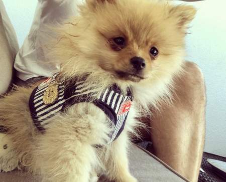 pomeranian maya.jpg